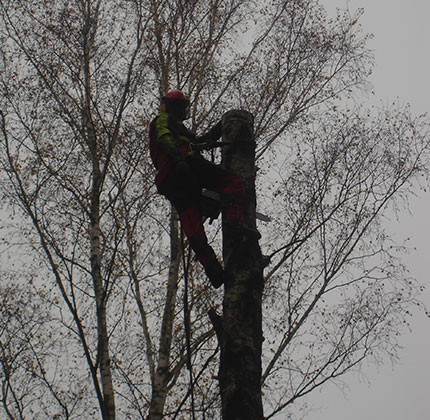 Kürzen der Äste eines Baumes