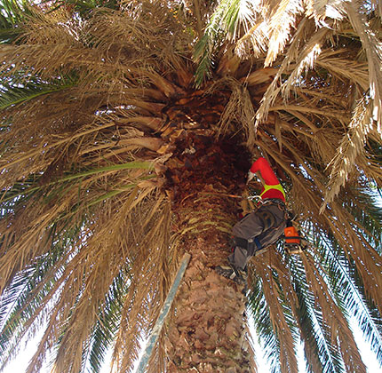 Mitarbeiter stutzt eine Palme