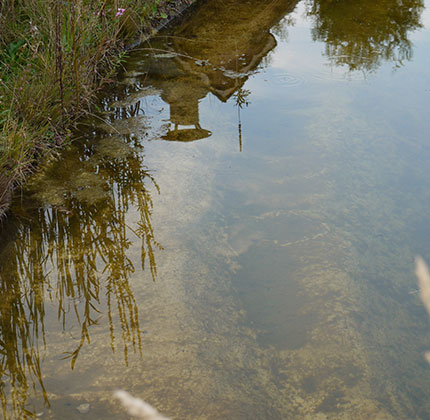 Teich im Garten